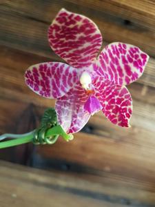 Phalaenopsis Yaphon in Taiwan