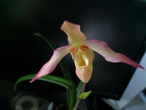 Phragmipedium Olaf Gruss