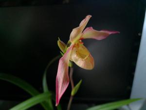 Phragmipedium Olaf Gruss