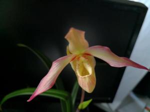 Phragmipedium Olaf Gruss