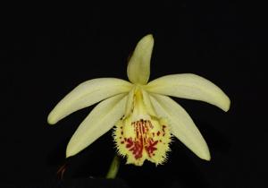 Pleione Shantung