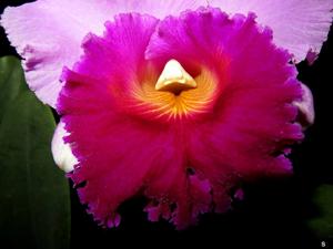 Cattleya Bonanza Queen