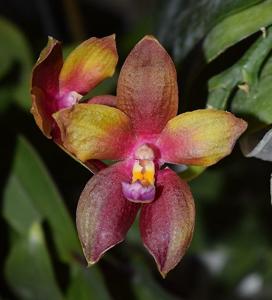 Phalaenopsis Dragon Tree Eagle