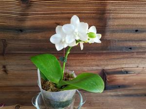 Phalaenopsis Tristar Snow Princess