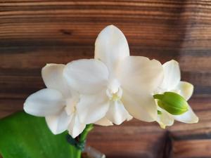 Phalaenopsis Tristar Snow Princess