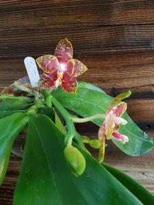 Phalaenopsis Yaphon Twisted Roll