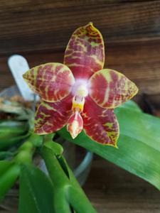 Phalaenopsis Yaphon Twisted Roll