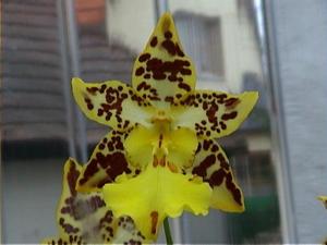 Oncidium Russiker Gold