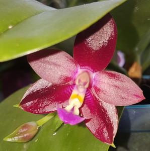 Phalaenopsis Pylo's Cornu King