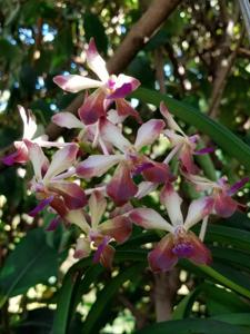 Vandachostylis Yen HKN Ng