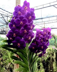 Vanda John De Biase