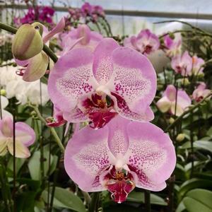 Phalaenopsis Leopard Prince