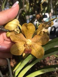 Vanda William Bachschmidt