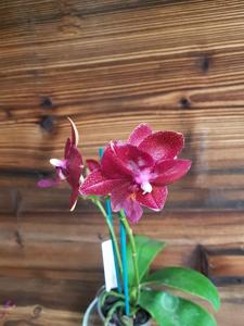 Phalaenopsis Miva Midi