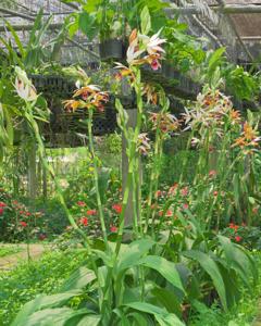 Calanthe Gravesiae