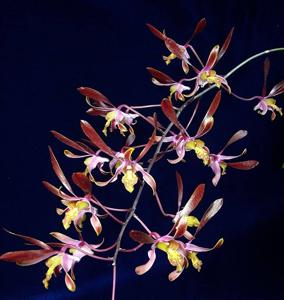 Dendrobium Tiny Twister