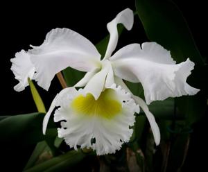 Cattleya Albion