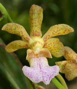 Vanda Kasorn's Flabellmica