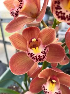 Cymbidium Scott's Sunrise