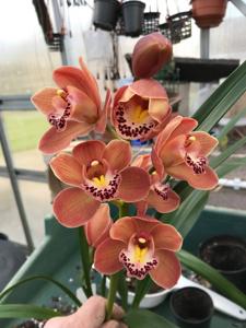 Cymbidium Scott's Sunrise