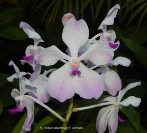 Vanda Edwin's White Romance