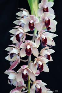 Cymbidium Lauritz Melchior