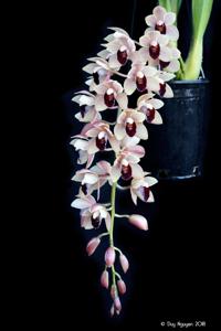 Cymbidium Lauritz Melchior