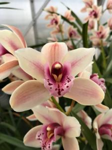 Cymbidium Mini Globe