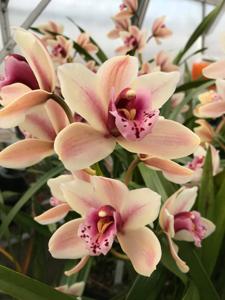 Cymbidium Mini Globe