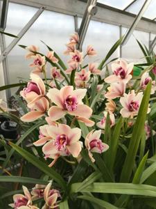 Cymbidium Mini Globe