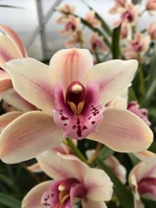 Cymbidium Mini Globe