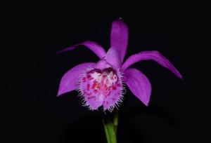 Pleione El Misti