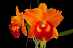 Rhyncholaeliocattleya Little Toshie-Yen Twentyfour Carat