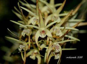 Dendrobium Hilda Poxon