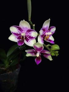 Phalaenopsis Jia Ho Summer Love