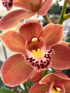 Cymbidium Scott's Sunrise