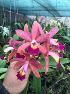 Cattleya Tropical Pointer