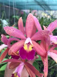 Cattleya Tropical Pointer