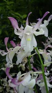 Dendrobium Michiko