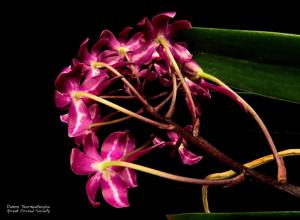 Vandachostylis Pinky