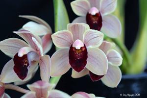 Cymbidium Lauritz Melchior