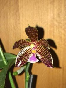 Phalaenopsis Smiling Tiger