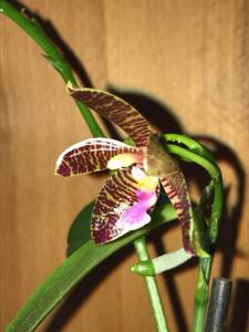 Phalaenopsis Smiling Tiger