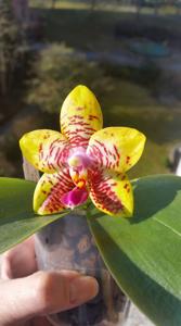 Phalaenopsis Orchid World