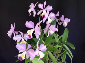 Cattleya Clarissa