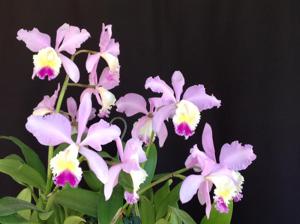 Cattleya Clarissa