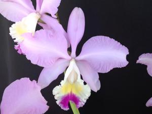 Cattleya Clarissa