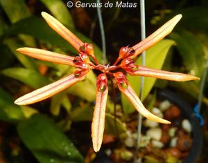 Bulbophyllum Meen Banana Kingdom