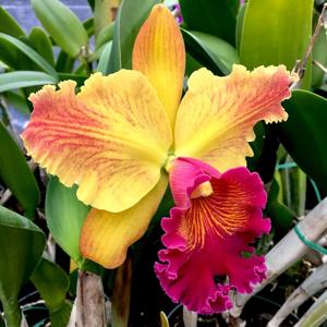 Rhyncholaeliocattleya Susan Fender