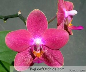 Phalaenopsis Summer Wine